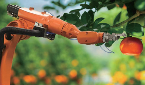 Crop harvesting robot